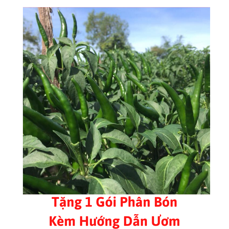 Gói hạt giống ớt chỉ thiên f1