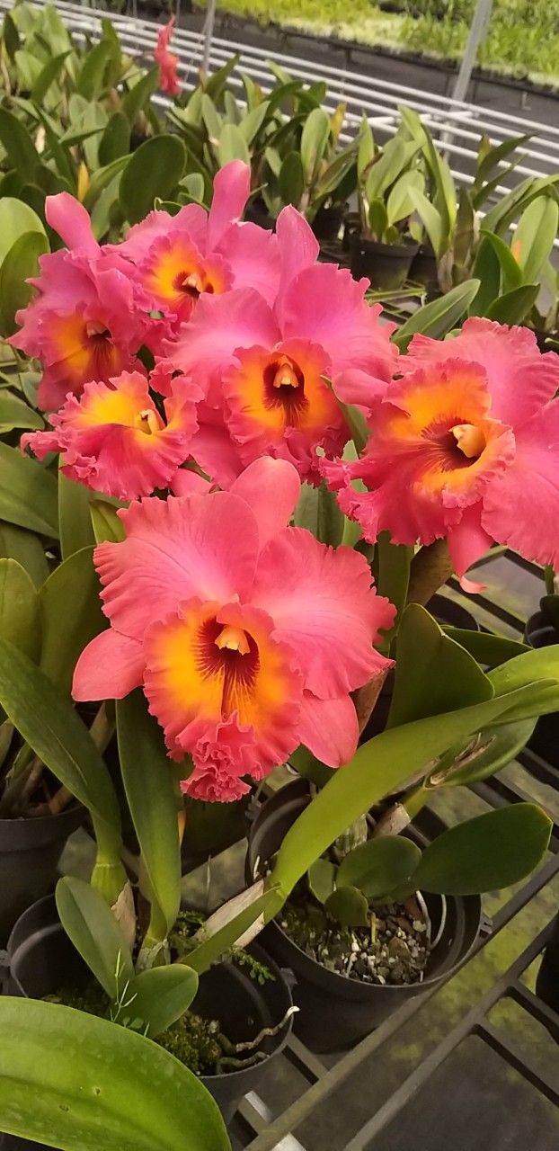 Hoa tết- cattleya nụ hla tết