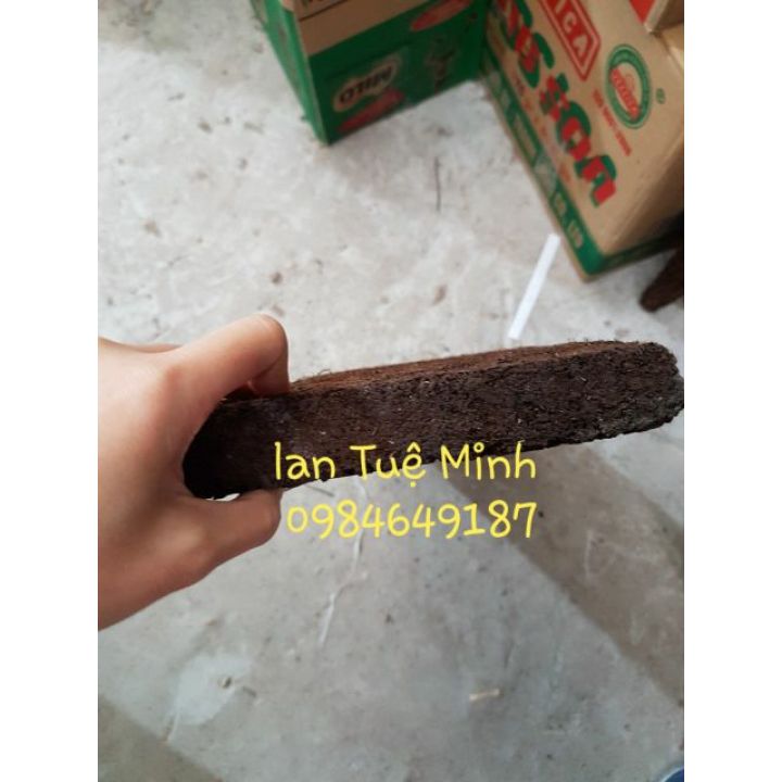Bảng dớn trồng lan 20x20x3 cm giữ ẩm siêu tốt