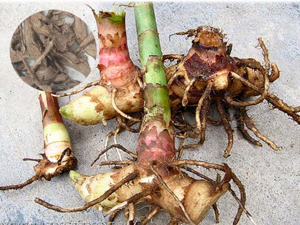 Combo 2 ký củ cát lòi phơi khô