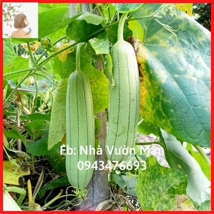 20 hạt mướp siêu trái
