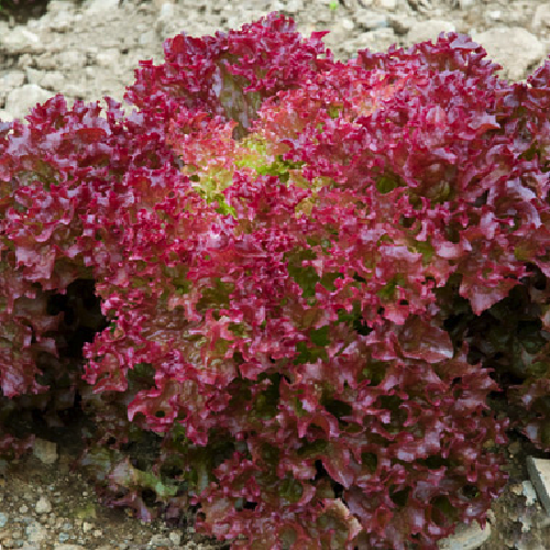 Hạt giống xà lách tím Lollo Rosa
