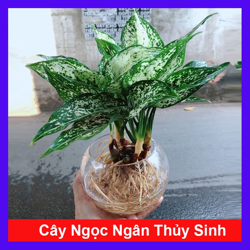 Cây Ngọc Ngân Thủy Sinh - Cây cảnh phong thủy để bàn - cây cảnh mini - caykiengsadec