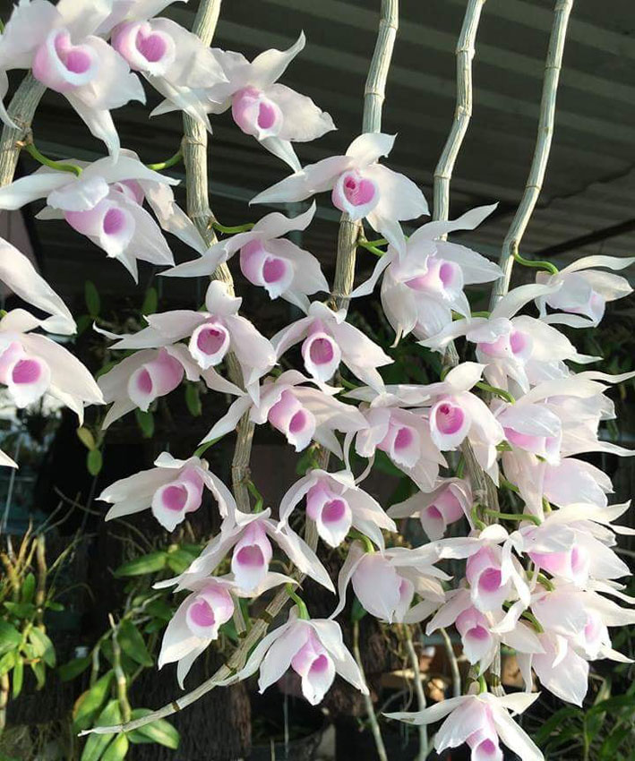 Phi điệp hồng tuyền giống