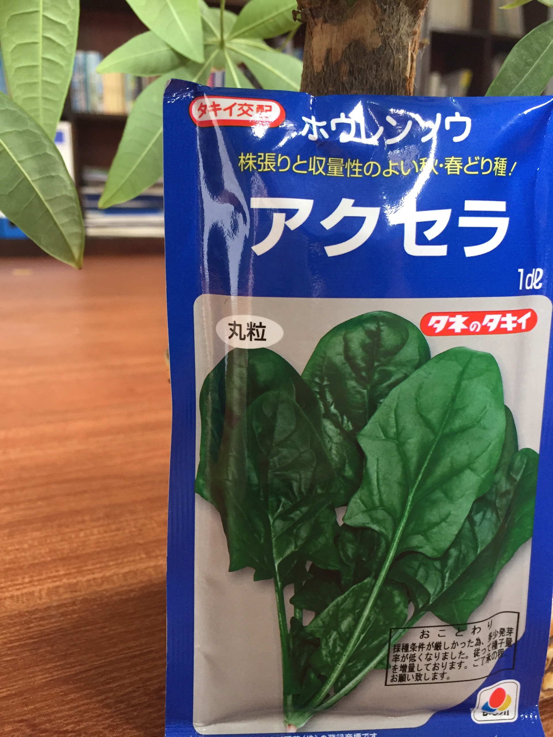 Hạt giống cải bó xôi Nhật Bản, Gói 250 hạt  AXELA, dễ trồng, hương vị ngon