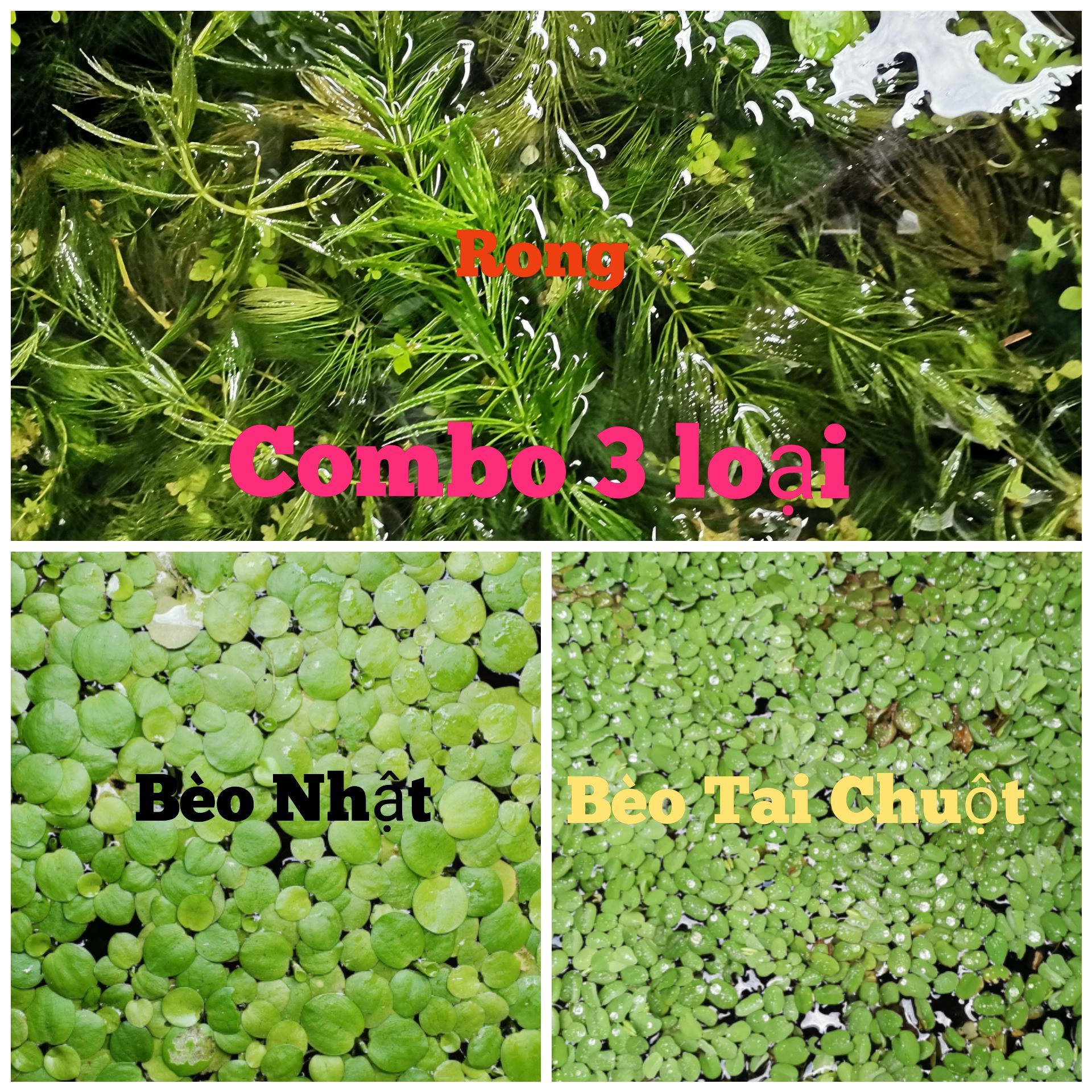 [HCM]Combo 3 loại  trang trí bèo _ Cây thủy sinh - Trang Trí Hồ Cá Cảnh - Nga Guppy