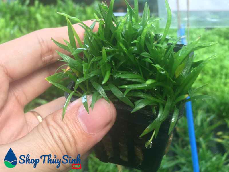 Cây thủy sinh cỏ đỏ dùng trang trí nền cực đẹp