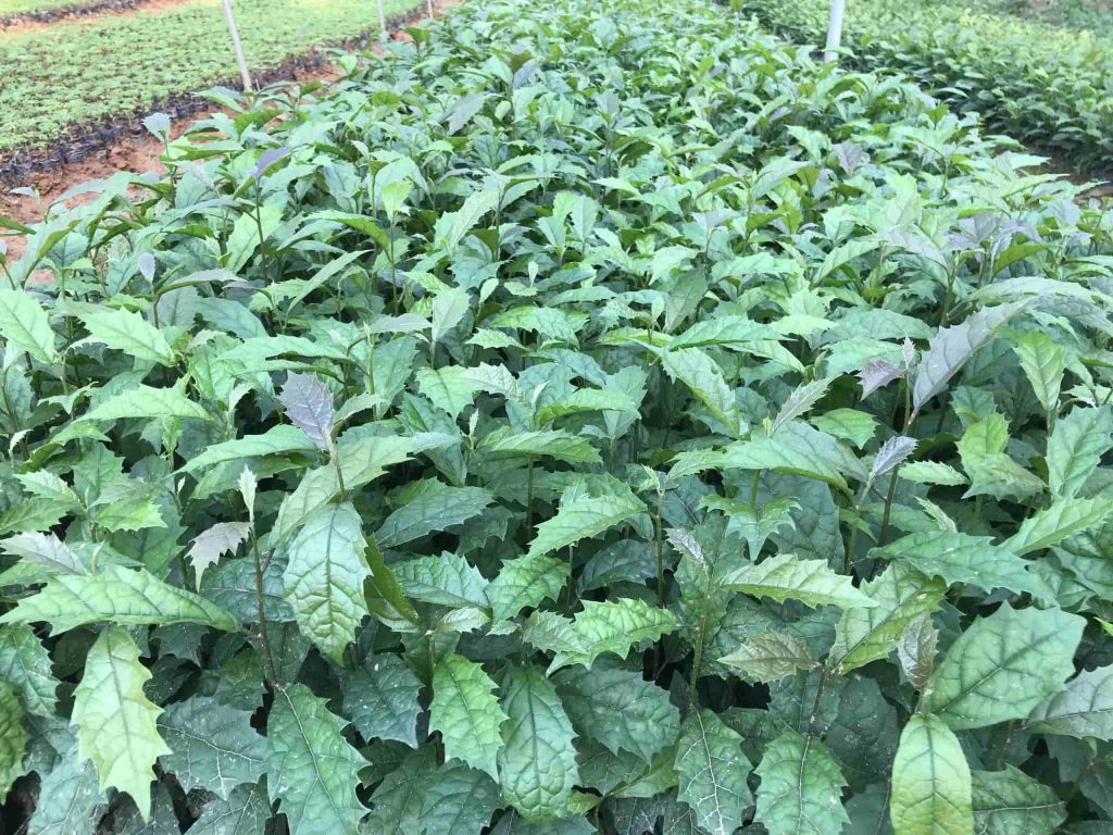 Combo 5 cây xạ đen chuẩn