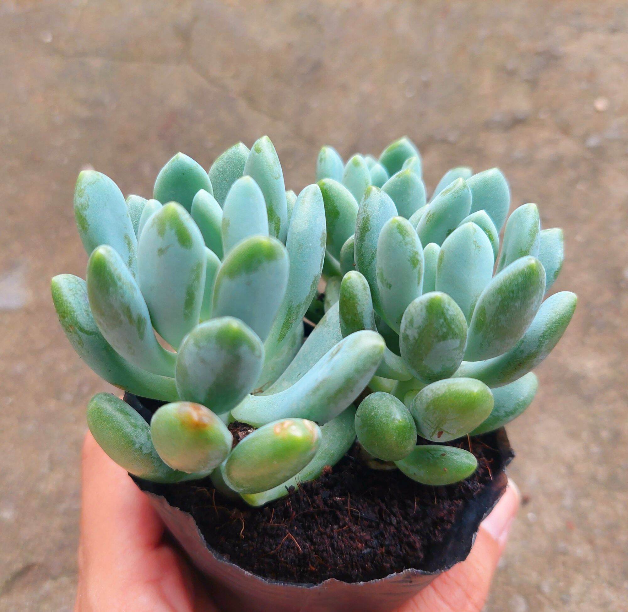 Sen đá sỏi trắng giống mới size bầu 5-6cm