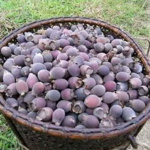 quả sim rừng khô 1kg