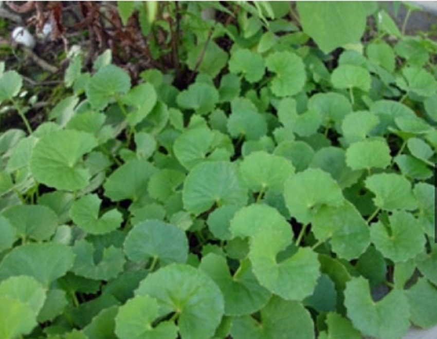 0.1gam Hạt giống Rau má lá nhỏ tặng kích mầm