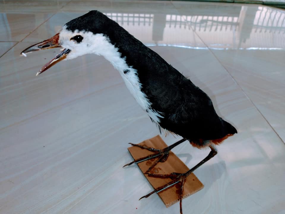 Cuốc mồi giả nhồi keo bao bền