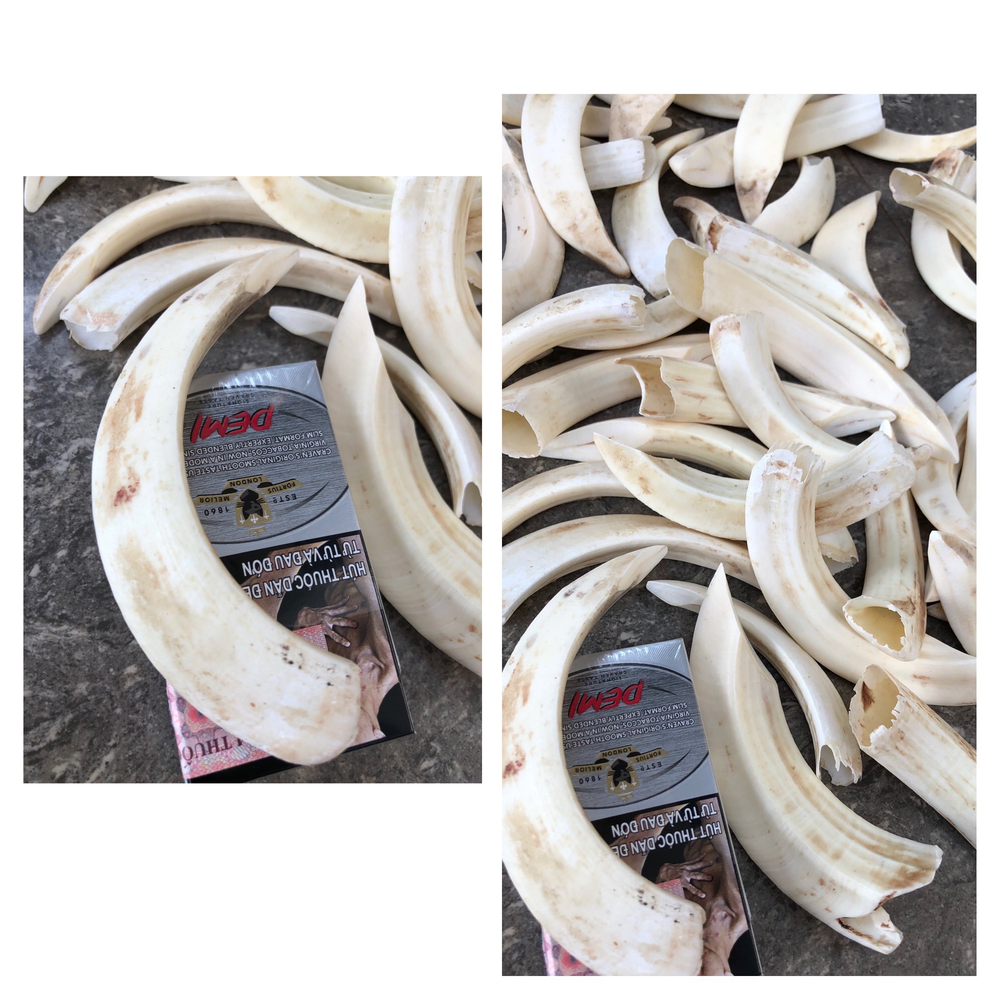 Nanh heo tự nhiên( nanh to lớn)