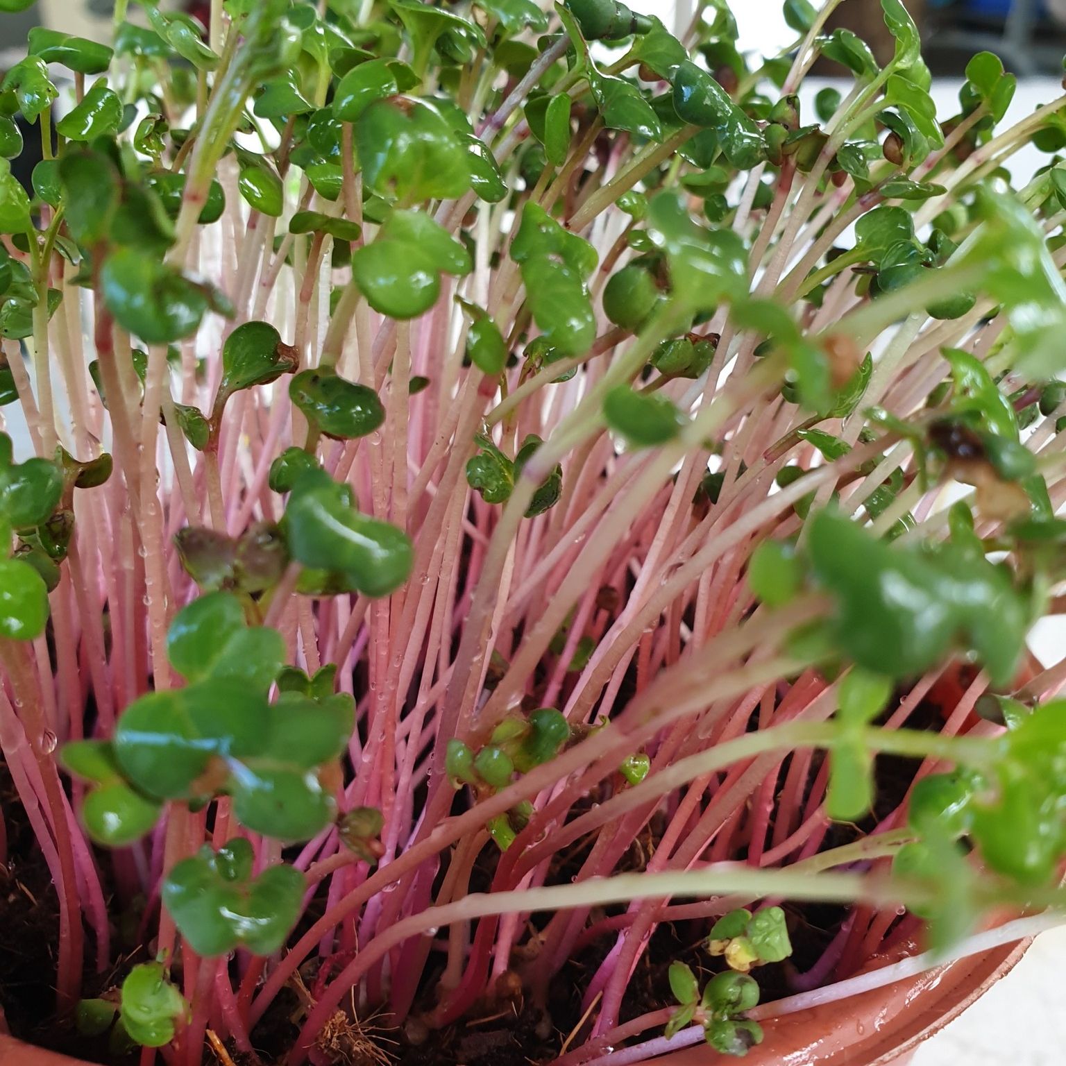 20gr hạt giống rau mầm củ cải đỏ - tane garden