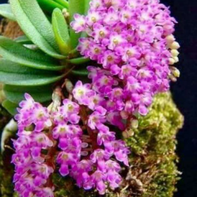 Hoa lan trứng bướm 20k một cây ship từ 5cây