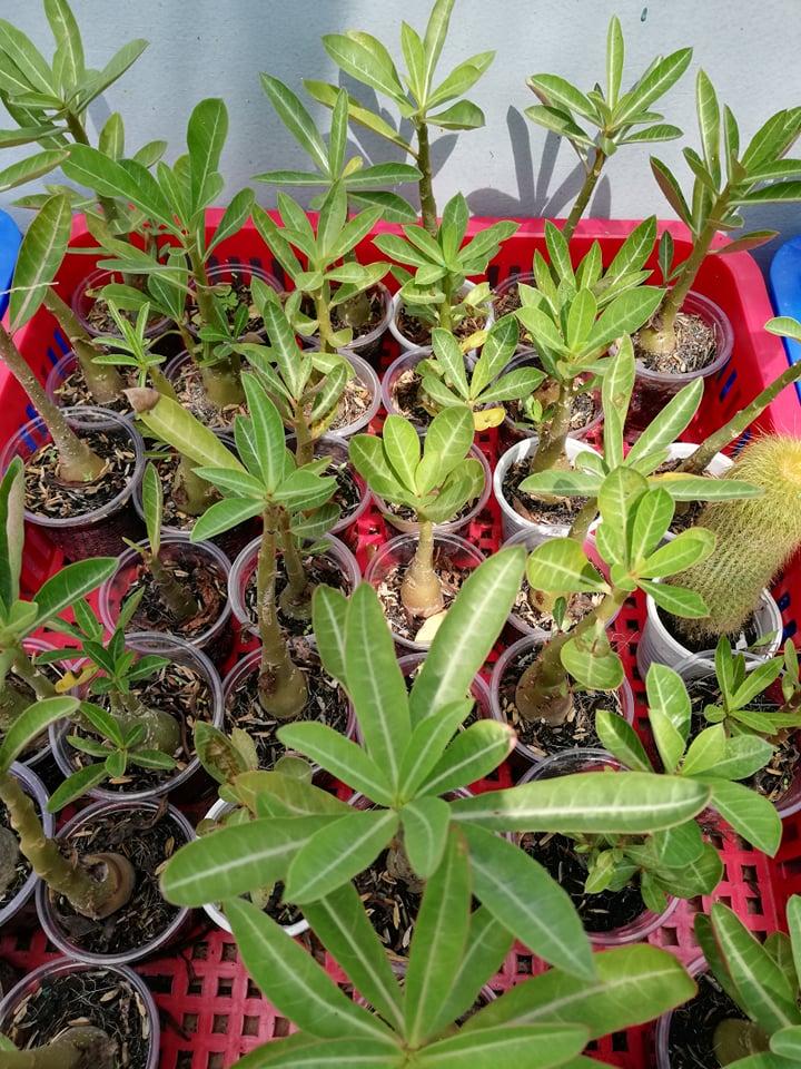 [HCM]Củ sứ somalen