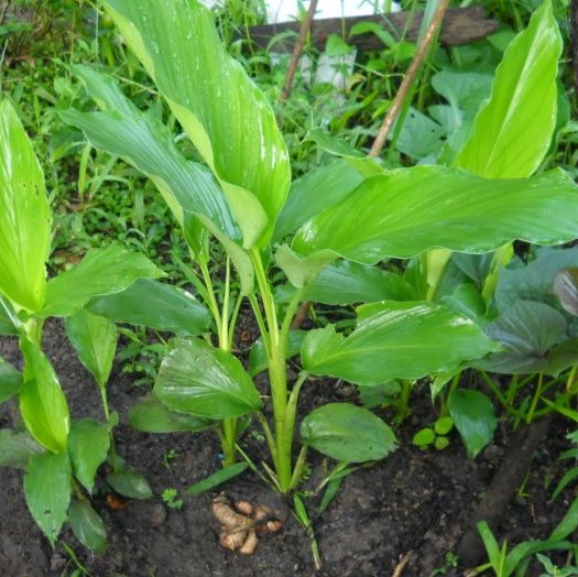 Cây Gừng gió giống