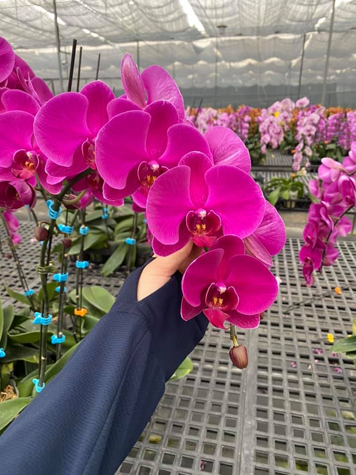 Cây Lan Hồ Điệp ĐẠi Cốc 3.5  Hoa To Dài Và Cực Bền - Chơi Tết 2021