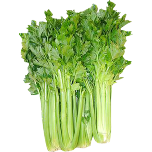 Gói 5gram -Hat giống cần tây cây cao Italia -thu hoạch 80-85 ngày -hàng cty chất lượng tốt