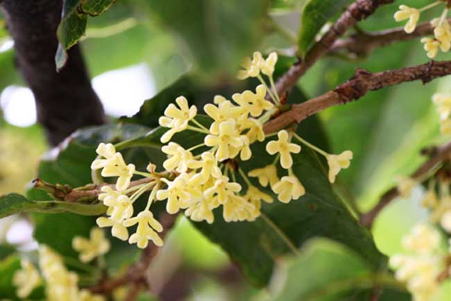 Cây mộc hương trưởng thành cho hoa thơm say đăm lòng người