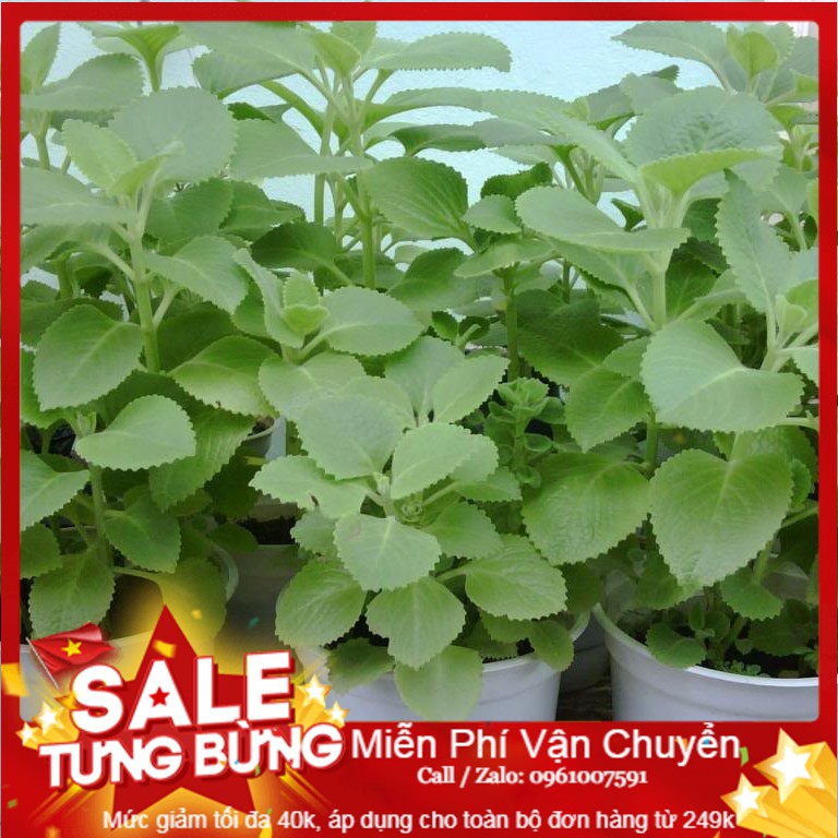 Hạt giống húng chanh - 100 hạt