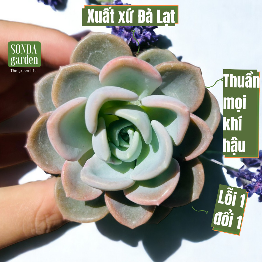 Sen đá muỗng sonda garden size bé 4-5cm, cây cảnh trang trí nhà cửa, lỗi 1 đổi 1