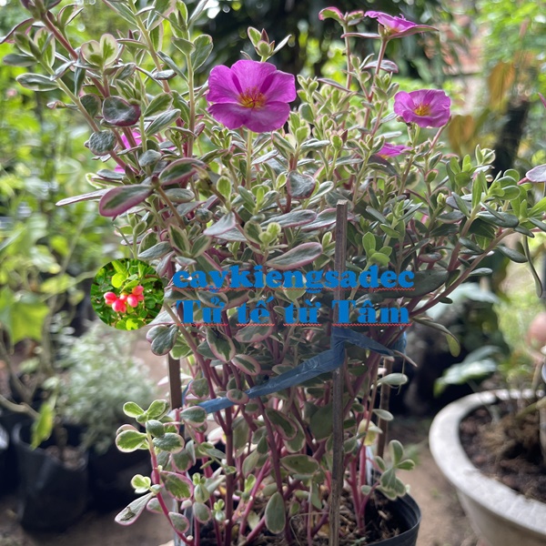caykiengsadec - Cây hoa Mười giờ sam+ tặng phân bón - hoa kiểng lá - trang trí nội thất cảnh quan sân vườn ngoài trời