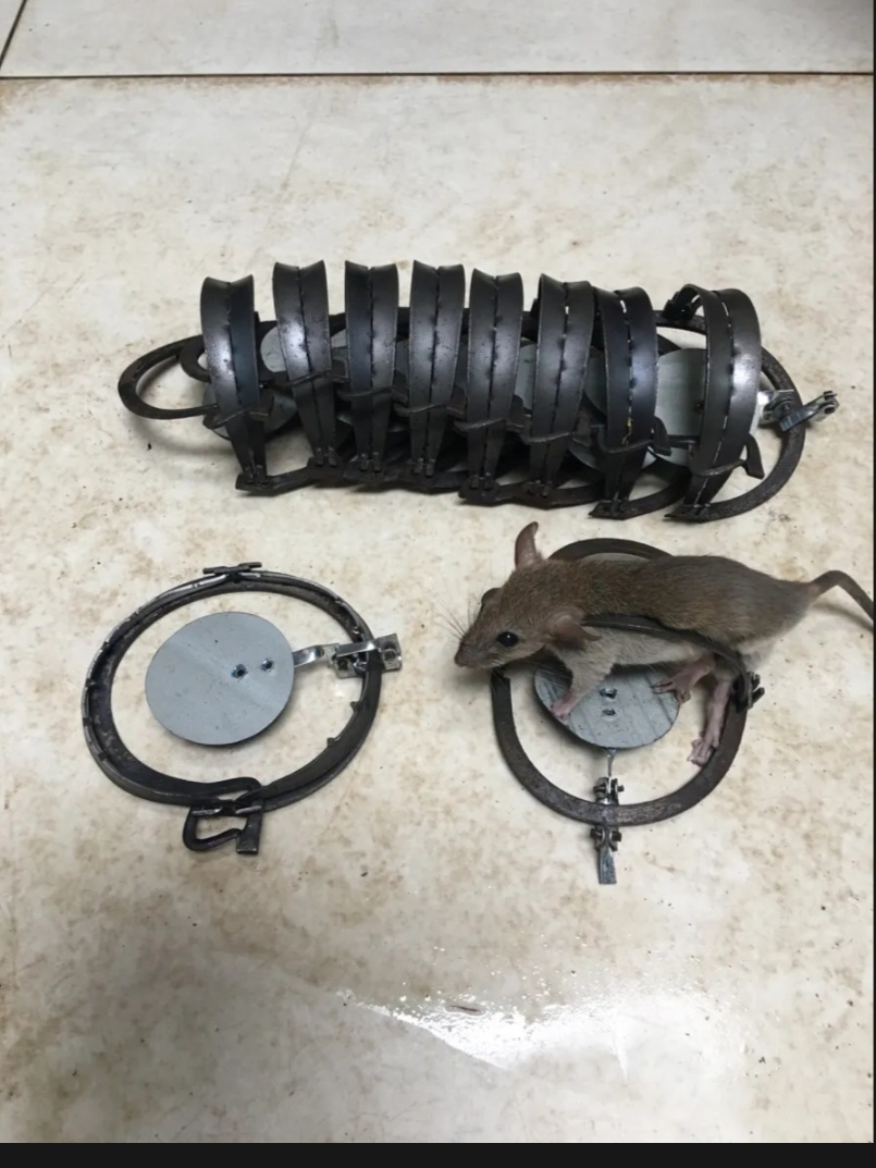 Cạm 9cm bẫy chuột siêu nhạy