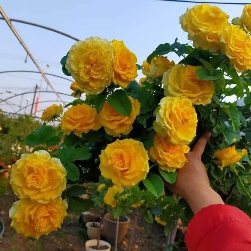 Hoa hồng Shell vàng - cây hoa hồng đẹp nguyên bản