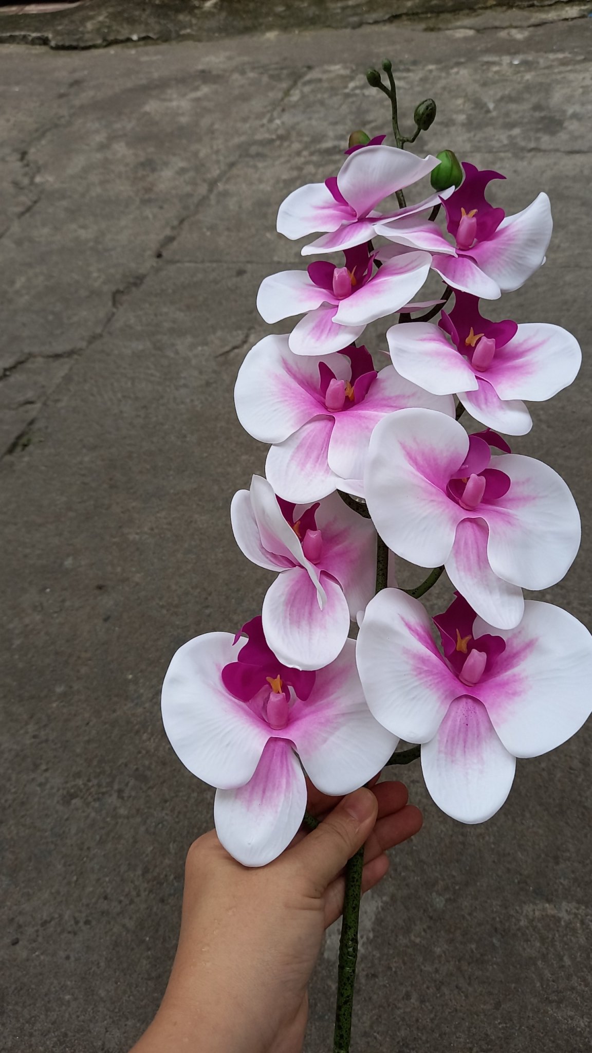 [HCM]1 Cây Lan hồ điệp bằng cao su 9 bông 90cm MÀU TRẮNG NHỤY TÍM - Hoa giả - Hương Flower