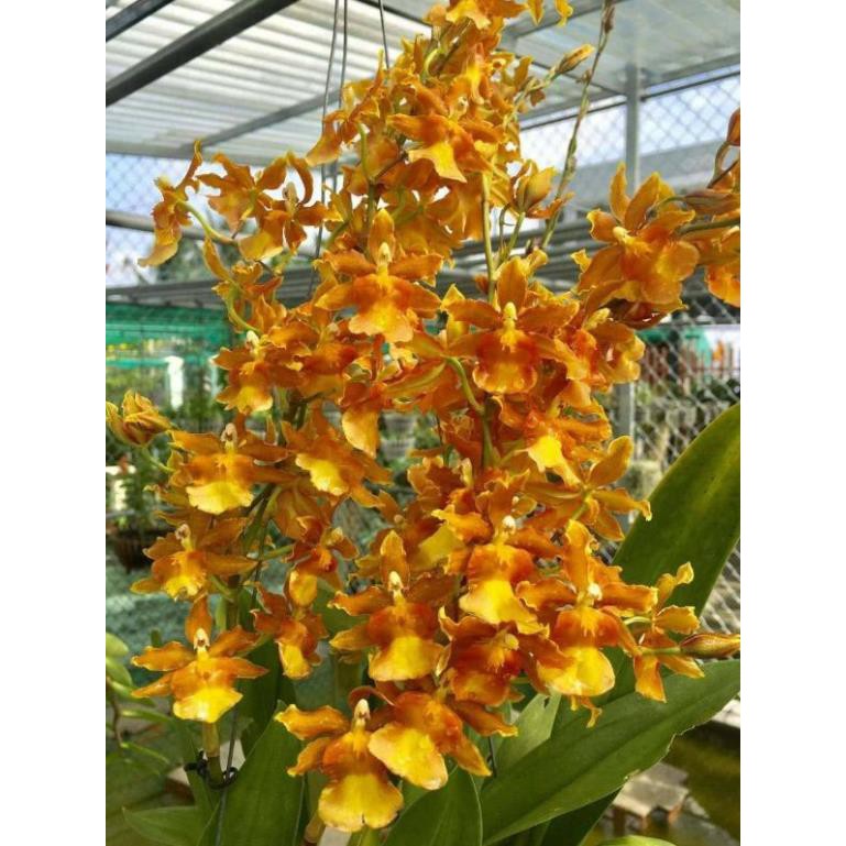 [FREESHIP - Xả Khô Máu] hoa phong lan vũ nữ cam lửa