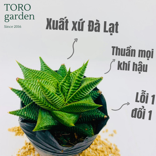 Sen đá móng r.ồng xoáy size bé siêu cute hư 1 đổi 1
