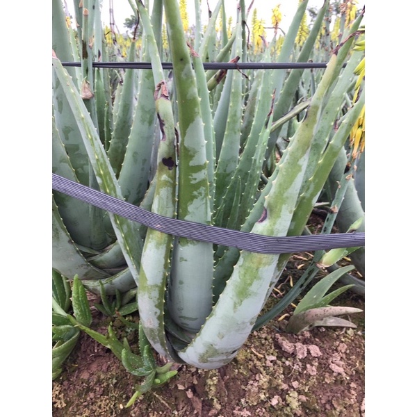 Nha đam con giống Mỹ , cây con giống cao trên 20cm- 30cm !!