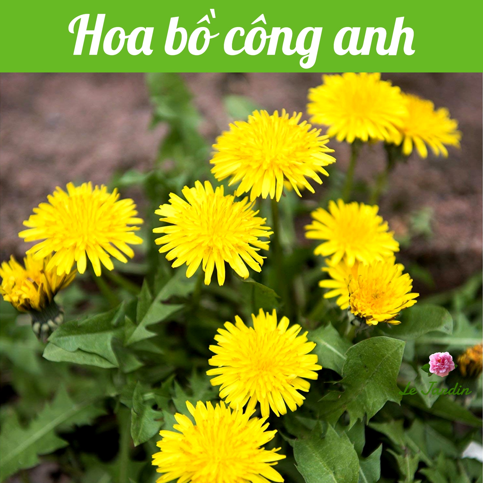 Hạt giống Bồ Công Anh gói 1gr - Trồng quanh năm