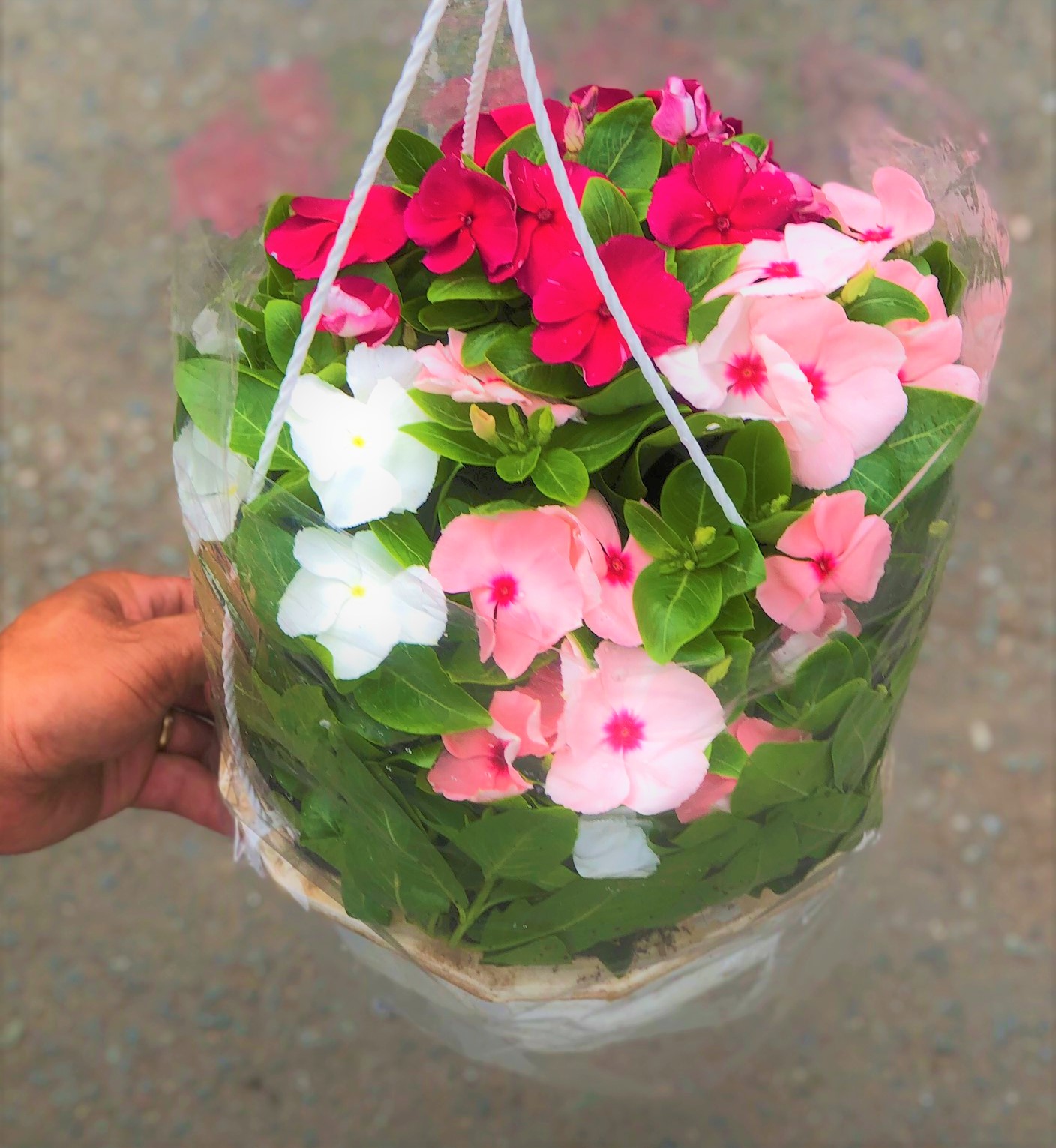 Chậu treo dừa cạn siêu bông DC7