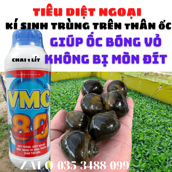 VMC80 Giúp Trị Mòn Vỏ Cho ỐC Đen  Ngoại Kí Sinh Trùng Giảm Tảo Độc Sát Trùng Ao nuôi Ốc Ếch Cá Lươn Cá BaBa Làm Sạch Nguồn Nước Giảm Mùi hồi Của Nước Giúp Nước Xanh Trở Lại Sau 24h Xử Dụng