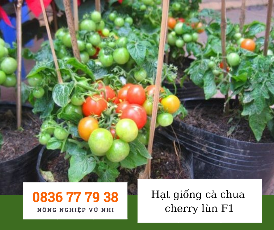 Hạt giống cà chua cherry lùn F1 - hatgiong24h