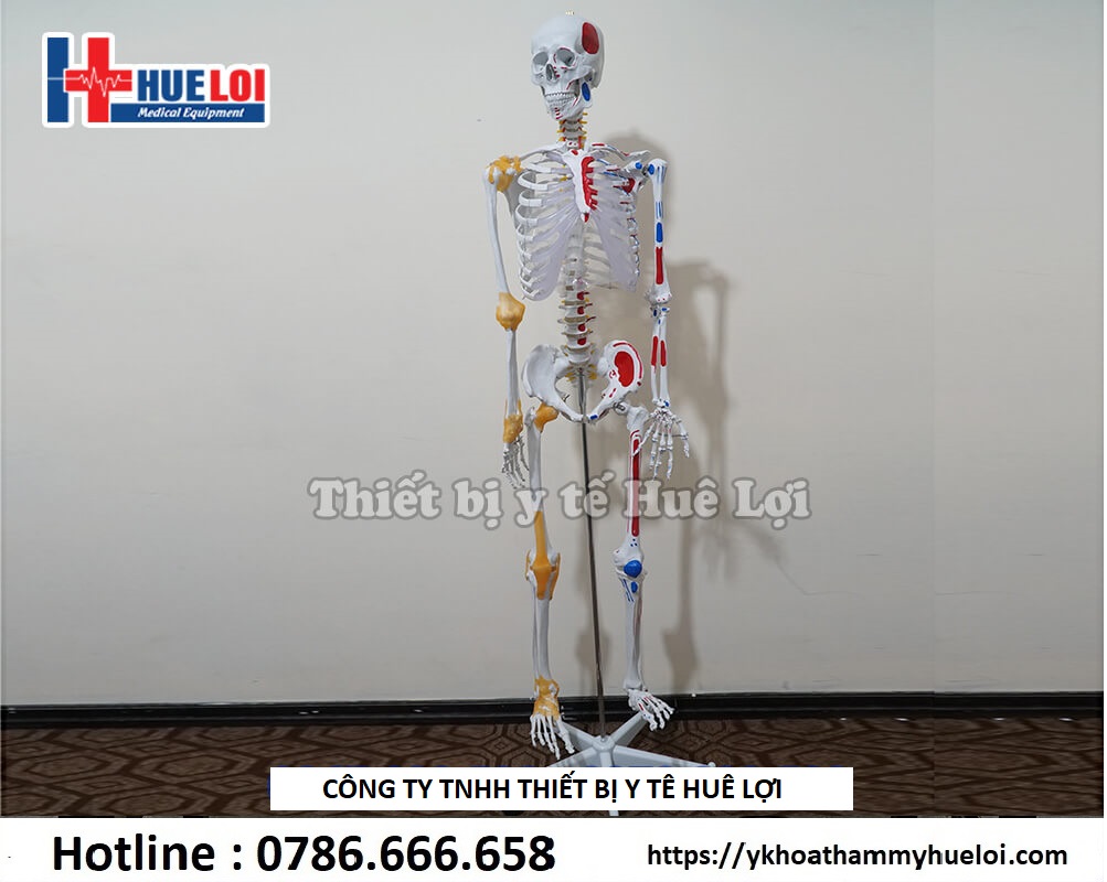 Mô hình xương người 170cm có rễ thần kinh và dây chằng quanh khớp