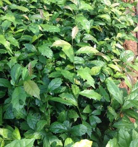 Cây xạ đen hoà bình