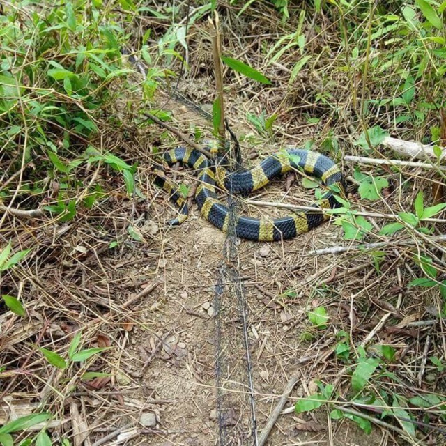 Lưới bẫy rắn tàng hình dài 20m,30m,40m,50m