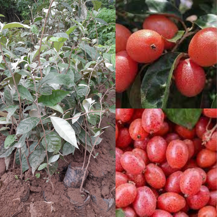 Nhót Ngọt-Cây Ăn Trái+Tặng kèm phân bón