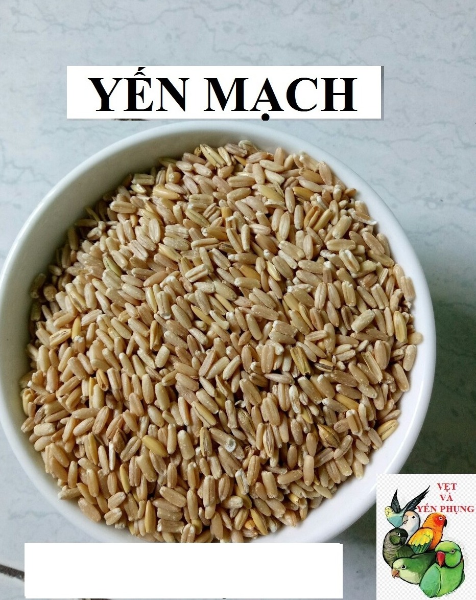500gram hạt yến mạch bóc vỏ cho chim,vẹt,thú cưng