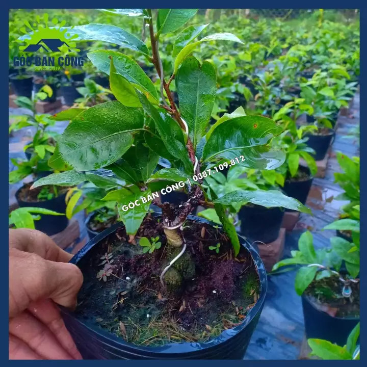 Cây Mai Vàng Bonsai Mini Gốc Quái