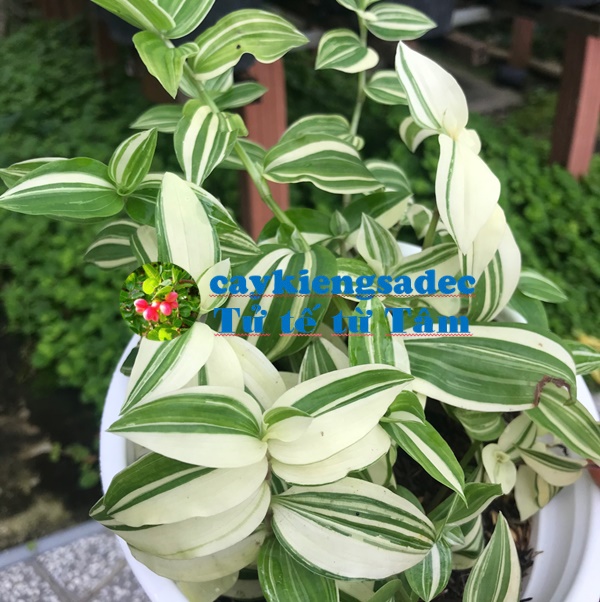 khoinghiepdongthap - caykiengsadec - Cây rau trai (cẩm thạch) - tặng phân bón cho cây mau lớn - hoa kiểng lá - trang trí nội thất - cây phong thủy - sản phẩm khởi nghiệp từ những người con đất Sen hồng