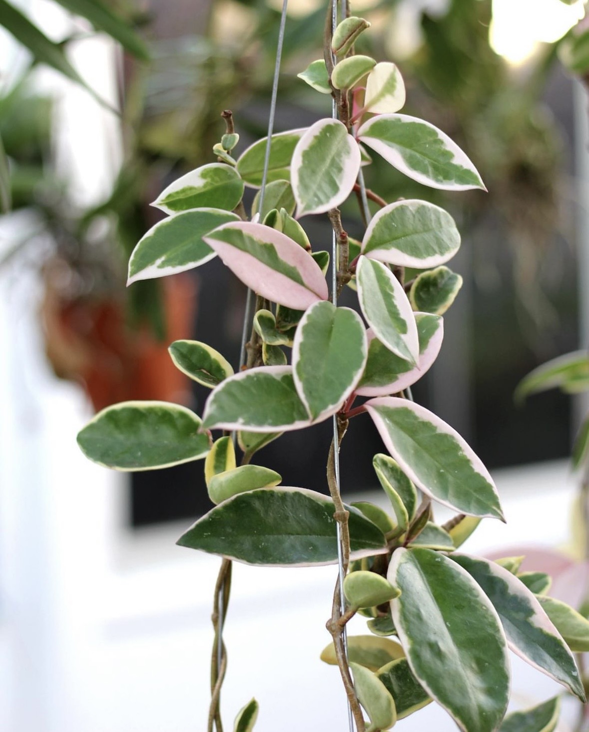 Hoya Krimson Queen - Hoa cẩm cù tam sắc
