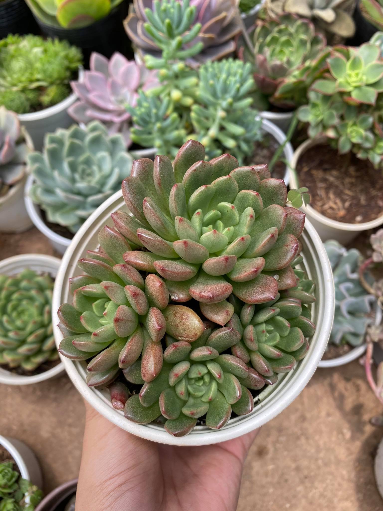 [HCM]SEN ĐÁ RUBY ĐỎ BỤI SIZE TRUNG