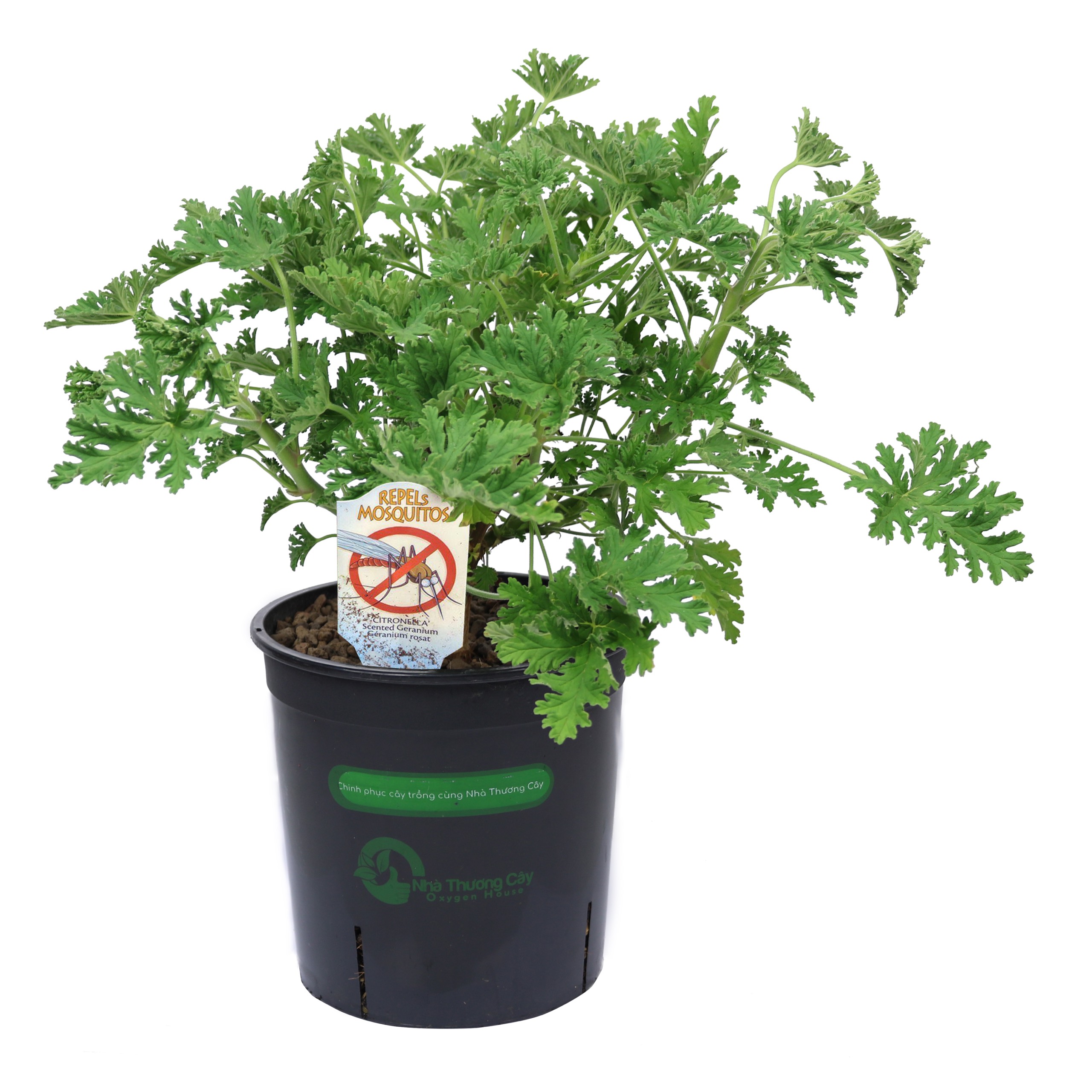 Phong lữ hoa hồng | Citronella Geranium