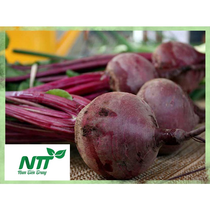 Hạt giống củ dền tn