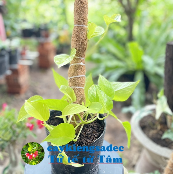 caykiengsadec - Trầu bà vàng + tặng phân bón cho cây-hoa kiểng lá-trang trí nội thất cảnh quan sân vườn ngoài trời