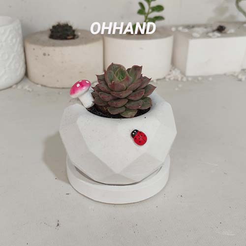 Chậu sen đá mini trồng cây, chậu trồng xương rồng